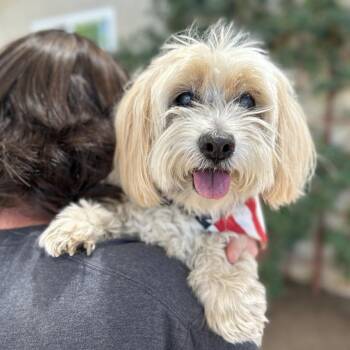 Rescue Mixed Breed and Cockapoo Dogs for Adoption in Ramona, California - Milo Freeman | PetCurious