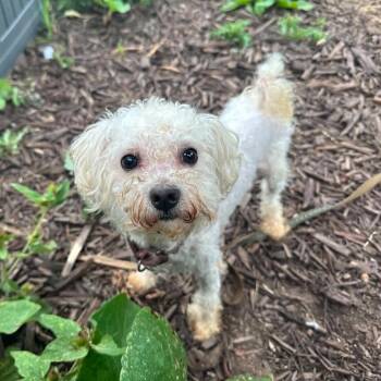 Percy -  Mixed Breed Dog for Adoption in Oshkosh, Wisconsin - Percy | PetCurious