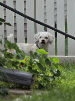 Lucy -  Havanese Dog for Adoption in Council Bluffs, Iowa - Lucy | PetCurious