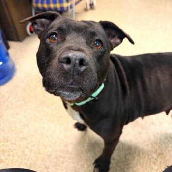 Kenzie -  Mixed Breed Dog for Adoption in Brookhaven, New York - Kenzie | PetCurious