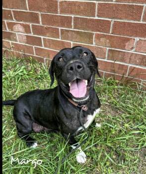 Rescue Pit Bull Terrier and Basset Hound Dogs for Adoption in Monticello, Minnesota - Margo | PetCurious