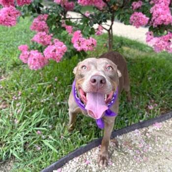 Luna Lovey Smiley Girl -  American Staffordshire Terrier and Pit Bull Terrier Dog for Adoption in Friendswood, Texas - Luna Lovey Smiley Girl | PetCurious