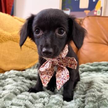 Velma Dinkley Doe Eyes -  Chihuahua and Border Collie Dog for Adoption in Friendswood, Texas - Velma Dinkley Doe Eyes | PetCurious