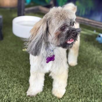 Abu -  Shih Tzu Dog for Adoption in Phoenix, Arizona - Abu | PetCurious