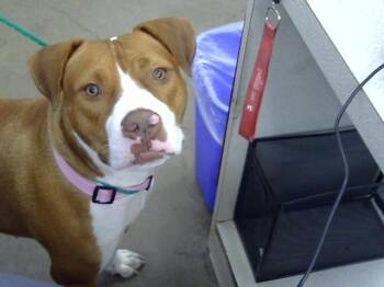 CECE -  Mixed Breed Dog for Adoption in Dallas, Texas - CECE | PetCurious