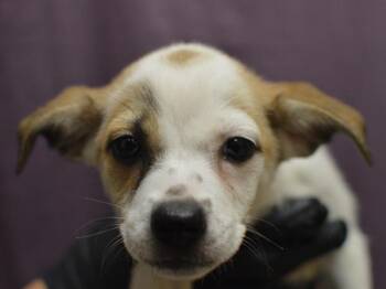 Flame -  Terrier and Shepherd Dog for Adoption in Portland, Oregon - Flame | PetCurious