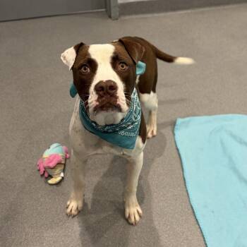 Marvin -  Mixed Breed Dog for Adoption in Canal Winchester, Ohio - Marvin | PetCurious
