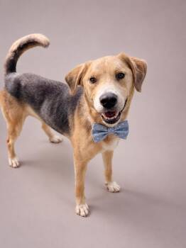 Hachi -  Hound Dog for Adoption in Houston, Texas - Hachi | PetCurious