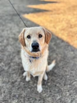 Golden Retriever and Mixed Breed Dogs Available for Adoption - Charlie | PetCurious