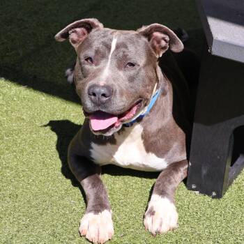 Mixed Breed Dogs Available for Adoption - Roscoe | PetCurious