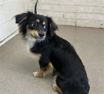 Chihuahua Dogs Available for Adoption - ROCKET | PetCurious