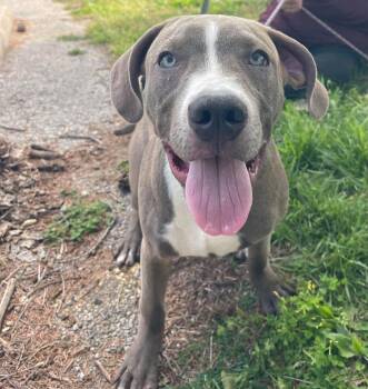 Pit Bull Terrier Dogs Available for Adoption in Springfield, Illinois - Mufasa | PetCurious