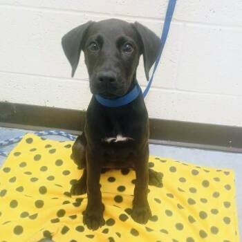 Midnight Rose -  Mixed Breed Dog for Adoption in Memphis, Tennessee - Midnight Rose | PetCurious