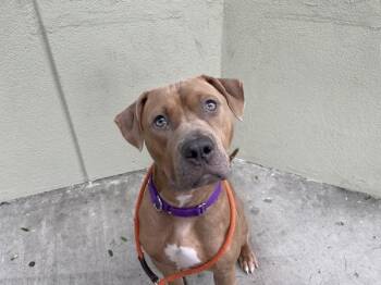 Cookie Butter -  Mixed Breed Dog for Adoption in New York, New York - Cookie Butter | PetCurious
