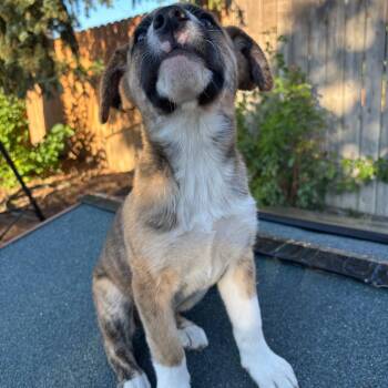 Trouble -  Mountain Cur Dog for Adoption in Spokane, Washington - Trouble | PetCurious