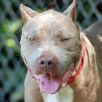Atlas -  American Bully and Pit Bull Terrier Dog for Adoption in Madisonville, Texas - Atlas | PetCurious