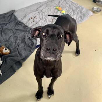Siri 4723 -  Great Dane Dog for Adoption in Loxahatchee Groves, Florida - Siri 4723 | PetCurious