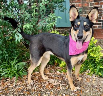 ZORA - GORGEOUS GIRL -  Australian Kelpie Dog for Adoption - ZORA - GORGEOUS GIRL | PetCurious