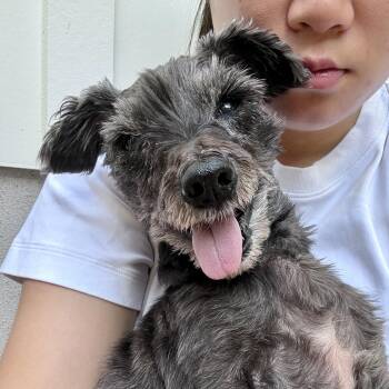 Sue -  Schnauzer Dog for Adoption in Pflugerville, Texas - Sue | PetCurious