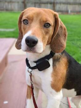 Beagle Dogs Available for Adoption in Waunakee, Wisconsin - Atlass Freegle | PetCurious