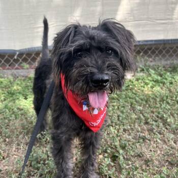 Ekko -  Terrier and Mixed Breed Dog for Adoption in Laredo, Texas - Ekko | PetCurious