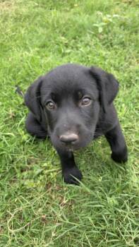 SPONSOR OR FOSTER ME - Lexi -  Labrador Retriever Dog for Adoption in Grafton, Wisconsin - SPONSOR OR FOSTER ME - Lexi | PetCurious