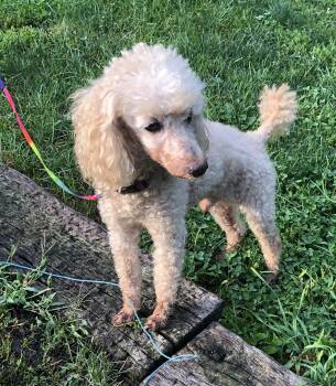 Sparky -  Poodle Dog for Adoption in Port Barrington, Illinois - Sparky | PetCurious