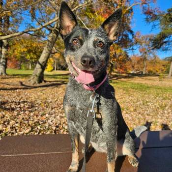 Rescue Australian Cattle Dog Blue Heeler Dogs for Adoption in Sunderland, Maryland - Bella | PetCurious