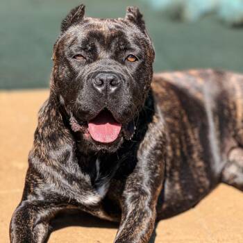 Bunny -  Cane Corso and Mixed Breed Dog for Adoption in Portland, Oregon - Bunny | PetCurious