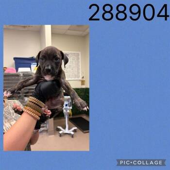 A288904 -  Mixed Breed Dog for Adoption in Macon, Georgia - A288904 | PetCurious
