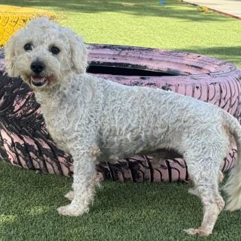 Ruger -  Poodle and Terrier Dog for Adoption in Hondo, Texas - Ruger | PetCurious