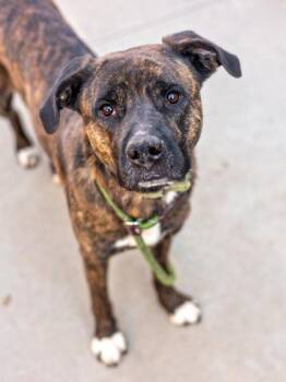 Ermo-IN FOSTER -  Mixed Breed Dog for Adoption in Chamblee, Georgia - Ermo-IN FOSTER | PetCurious