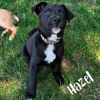 Hazel -  Shepherd and Labrador Retriever Dog for Adoption in Kannapolis, North Carolina - Hazel | PetCurious