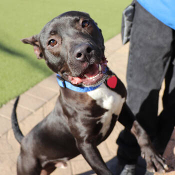 Rescue Mixed Breed Dogs for Adoption in Port Washington, New York - Butter | PetCurious