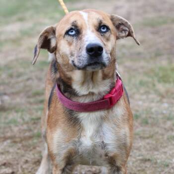 Rescue Australian Shepherd and Mixed Breed Dogs for Adoption in Eastford, Connecticut - CT Rose | PetCurious