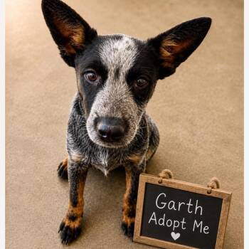 Garth -  Australian Cattle Dog Blue Heeler Dog for Adoption in Phoenix, Arizona - Garth | PetCurious