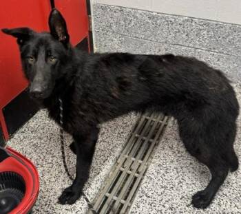 Hans -  German Shepherd Dog and Mixed Breed Dog for Adoption in West Chester, Pennsylvania - Hans | PetCurious