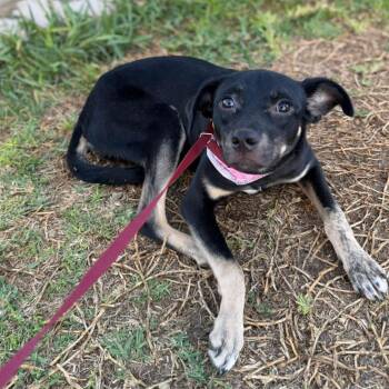 Chihuahua Dogs Available for Adoption - Kali | PetCurious