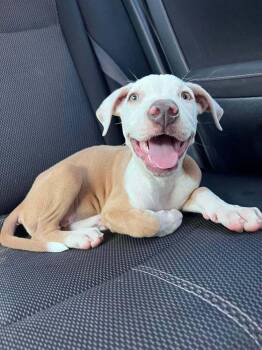 Lolita -  Pit Bull Terrier and Labrador Retriever Dog for Adoption in Escondido, California - Lolita | PetCurious