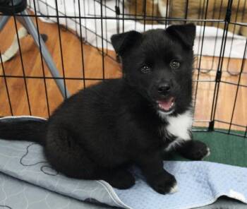 Tori -  Mixed Breed Dog for Adoption in Athens, Ontario - Tori | PetCurious