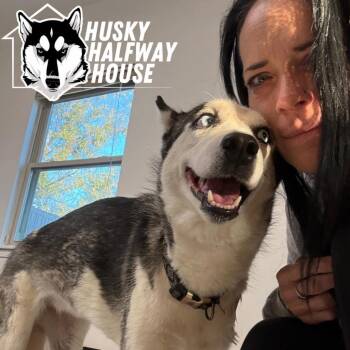 Luna May -  Husky Dog for Adoption in Eufaula, Oklahoma - Luna May | PetCurious