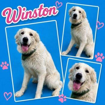 Winston -  Great Pyrenees and Mixed Breed Dog for Adoption in Seagoville, Texas - Winston | PetCurious
