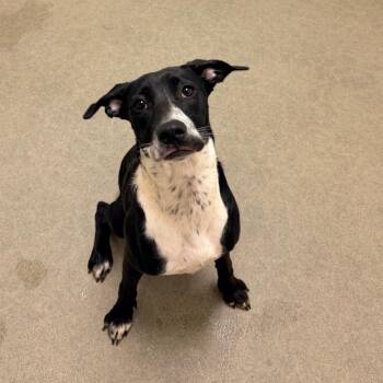 Confetti -  Mixed Breed Dog for Adoption in Rocky Mount, Virginia - Confetti | PetCurious