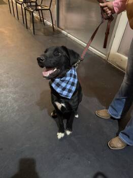 Rescue Black Labrador Retriever and Border Collie Dogs for Adoption in Boston, Massachusetts - Waylon | PetCurious