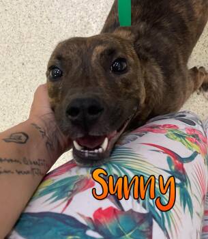 Sunny -  Terrier Dog for Adoption in Muncie, Indiana - Sunny | PetCurious