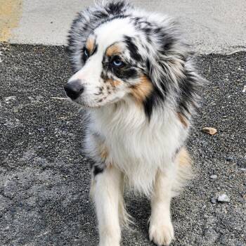 Australian Shepherd Dogs Available for Adoption in Schnecksville, Pennsylvania - DUKE | PetCurious
