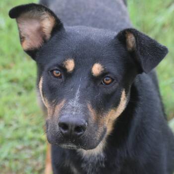 Tobias -  Shepherd Dog for Adoption in Auburn, Nebraska - Tobias | PetCurious