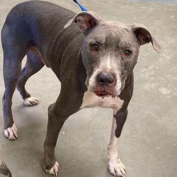 Mixed Breed Dogs Available for Adoption - RAMBO | PetCurious