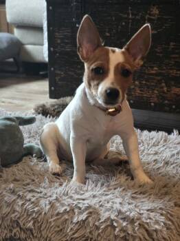 SR Tazzy -  Rat Terrier Dog for Adoption in Warrenton, Missouri - SR Tazzy | PetCurious
