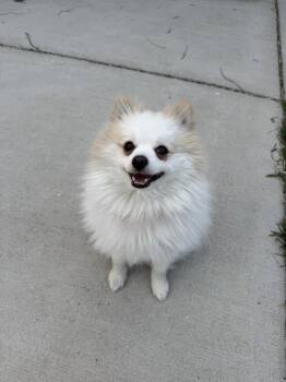 Cotton -  Pomeranian Dog for Adoption in Plymouth, Michigan - Cotton | PetCurious